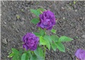 Rhapsody in blue